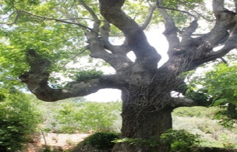 Muğla'da anıt ağaç envanter çalışması devam ediyor!