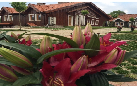 binbir yeşil abant evleri satılık