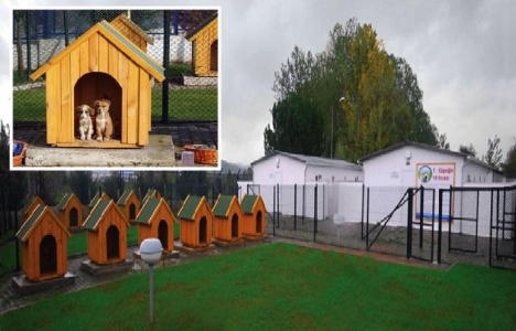 Bingöl Hayvan Barınağı ve Rehabilitasyon Merkezi ihalesi yapıldı!