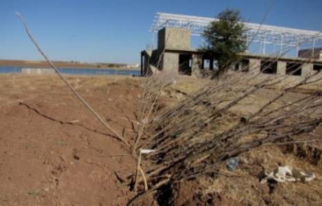 Dicle kurudu, yüzen adalar karaya oturdu!