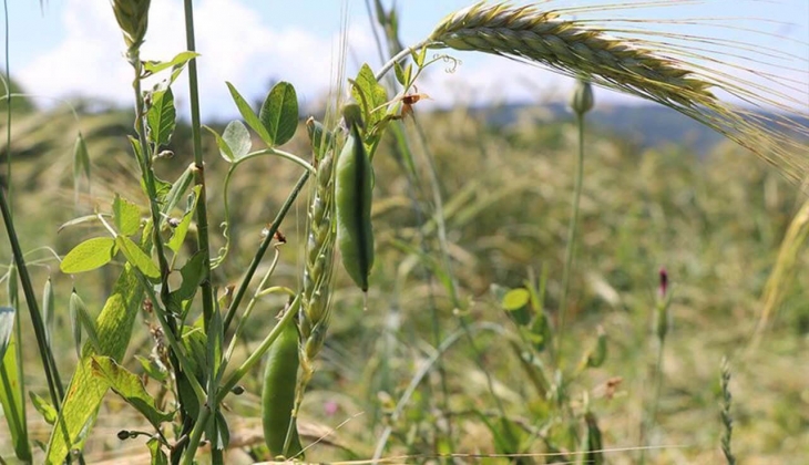 Merakla bekleniyordu! Tahıl fiyatları belli oldu