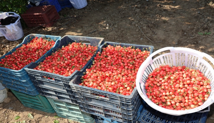 Kirazda hasat coşkusu! Bu yıl kiraza doyacağız ama fiyatlar şimdilik el yakıyor!