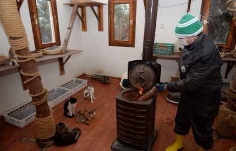 Bursa'da kediler kışı villada geçiriyor! 