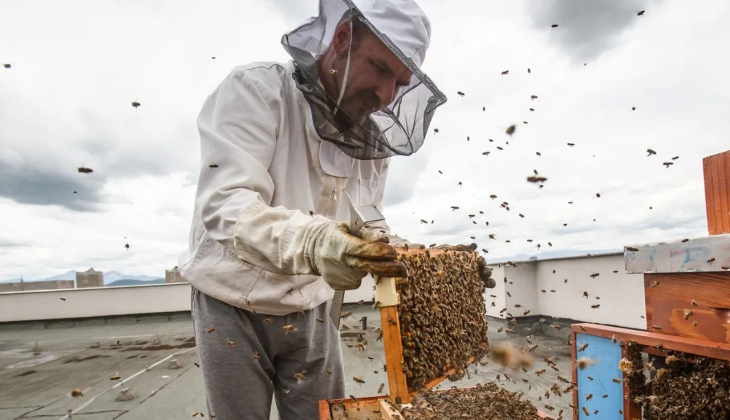 Bakanlıktan depremzede arıcılara müjde! 1 milyon 339 bin 613 arı için...
