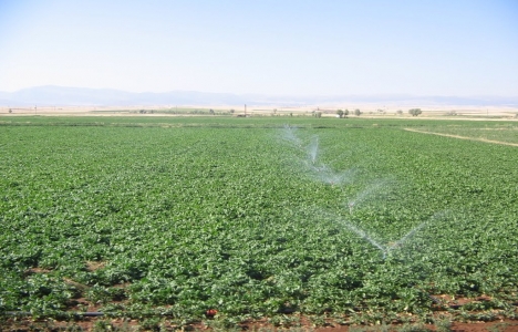 Pancar üreticileri TOKİ'den aldıkları şeker arsası için mahkemeye gidecek!