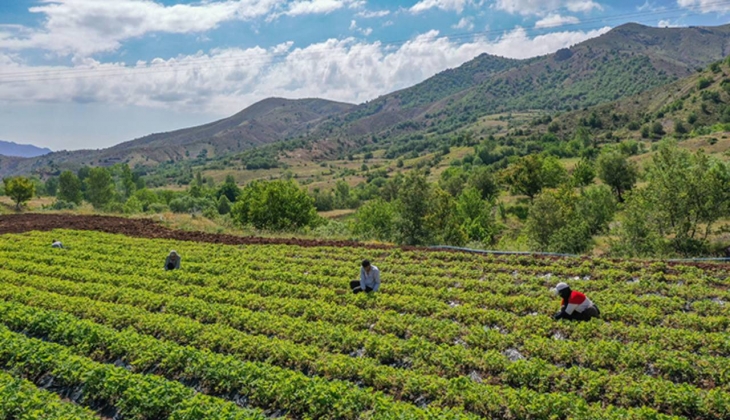 Çiftçiler havaya uçtu! Daha topraktayken satıldı, yok böyle bir şey