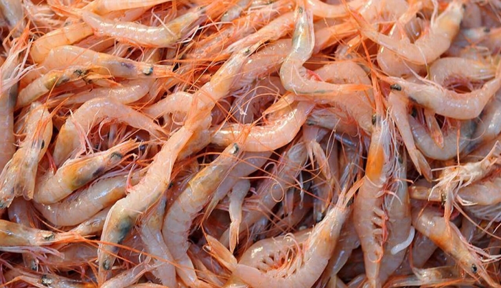 İstanbul Balık Hal fiyatları yayımlandı! Sazan 25 lira, lüfer 50 lira, karides 80 lira! 15 Kasım 2022 fiyat listesi