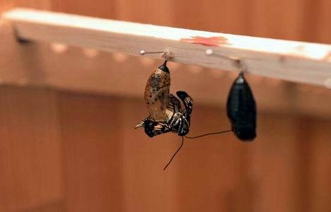 İstanbul Kelebek Çiftliği, Beykoz Zerzevatçı Köyü nde açıldı!