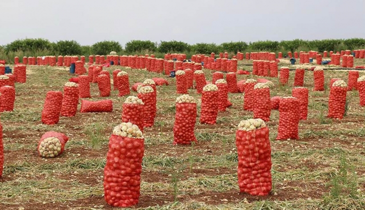 Soğan ve patates fiyatları 2 haftaya düşecek! A101, ŞOK, MİGROS, Carrefoursa 7 Nisan 2022 fiyat listesi...