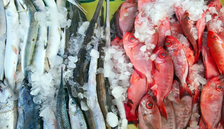 İstanbul Balık Hal fiyatları belli oldu! Dip Balık, Deniz Ürünleri, Pelajik Balık... İşte 28 Temmuz 2022 fiyat listesi