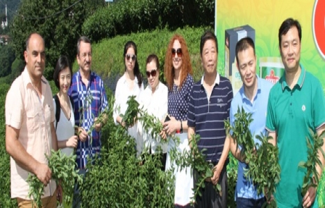 Çaykur'dan Rize Şekeri Fabrikası!