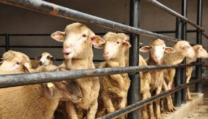 Kurbanlık fiyatları geçen yıla göre ne kadar arttı? Ulusal Kırmızı Et Konseyi Başkanı açıkladı