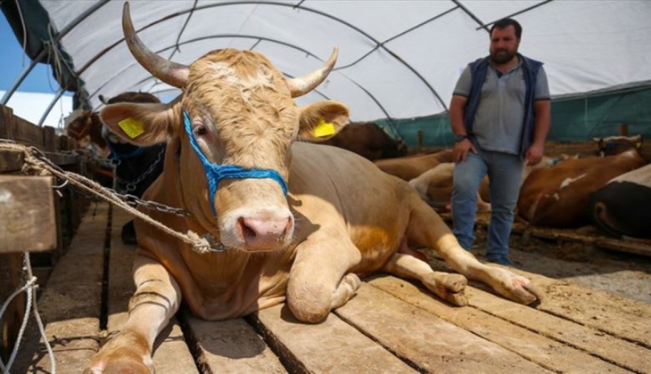 Bayrama sayılı günler kala kurban fiyatları kara kara düşündürdü! İşte 2022 büyükbaş ve küçükbaş hayvan fiyatları