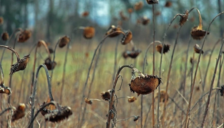 Kara haber geldi! Tarlalardaki bu hastalık yüzünden ayçiçek yağı almak hayal olabilir!
