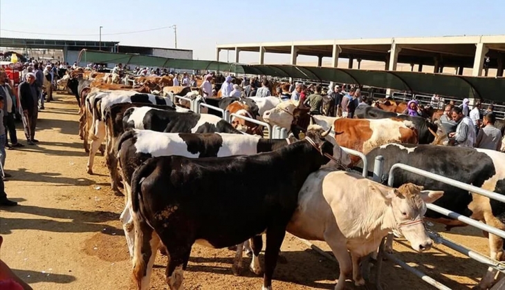 Geçen sene 46 bin TL olan kurbanlık bu sene bakın ne kadar oldu? Kurbanlık fiyatları yüzde 150 arttı!