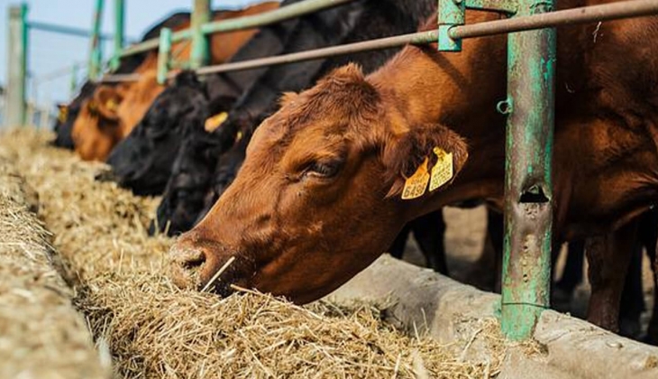 Çiftçiler hemen bakın! Yem fiyatları düşecek mi? Yem fiyatları ne kadar oldu? 16 Şubat 2023 yem fiyat listesi