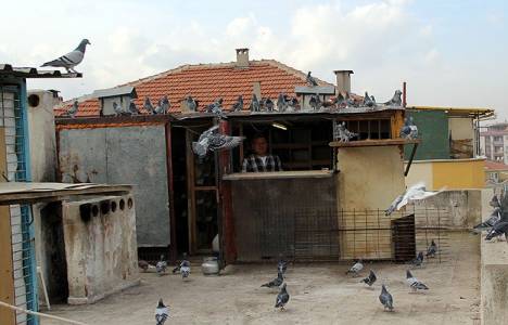 İki daire fiyatında posta güvercinleri var!