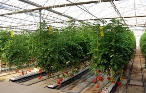 Sera alanları afet bölgesi mi ilan edilecek?