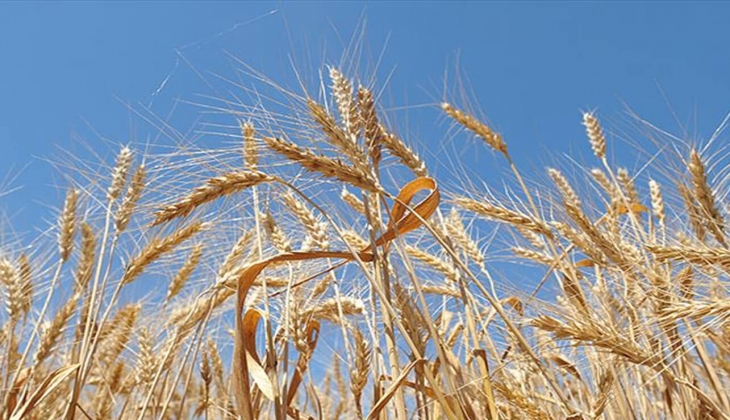 Çiftçiler dikkat! Buğday fiyatlarında son dakika! Buğday fiyatları ne zaman açıklanacak? 16 Mayıs 2022 fiyat listesi...