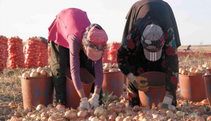 TÜİK açıkladı! İşte tarım işçilerinin günlük ücretleri