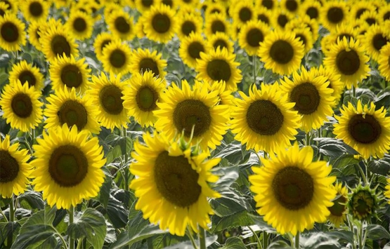 Ayçiçeği için kritik karar geldi! 4 ilde daha...