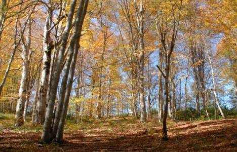 Orman Amenajman Yönetmeliği
