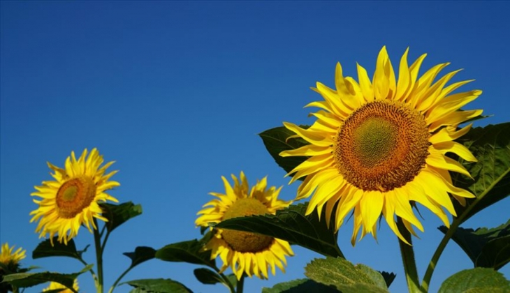Ayçiçeği bekleyen büyük tehlike! Rekolte kaybı yaşanabilir!