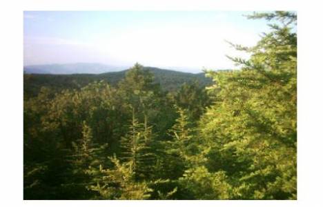 Çevre ve Ormancılık Şurası Yönetmeliği!