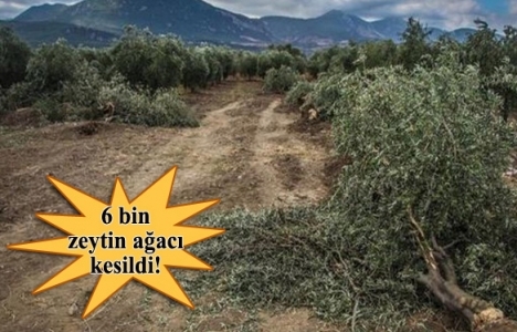 Danıştay'dan termik santrale durdurma kararı!