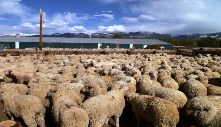 Çiftçiler bu haberi kaçırmayın! 100 bin koyun desteği verilecek 