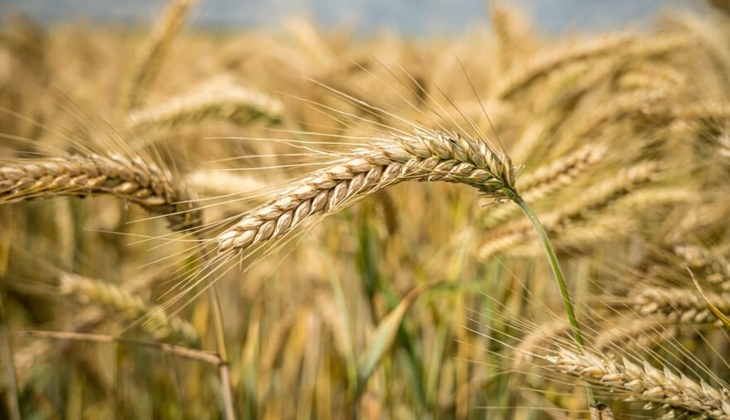 Çiftçiler hemen bakın: Buğday fiyatını açıkladı! En düşük ve en yüksek rakam! Buğday fiyatları 2024...