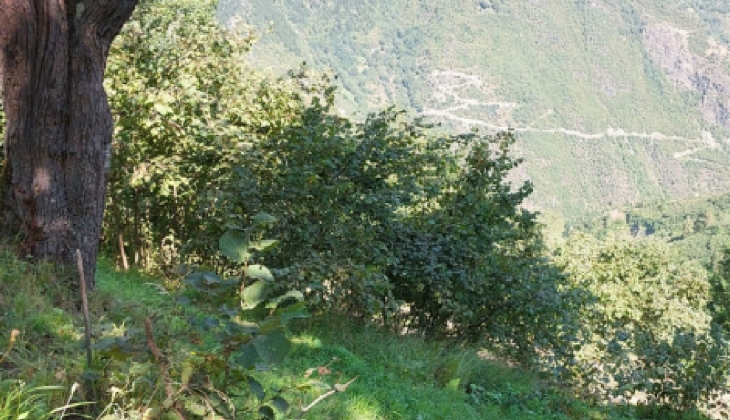 Koza Altın düğmeye bastı! Trabzon a 2 günde 2 nci maden ocağı!