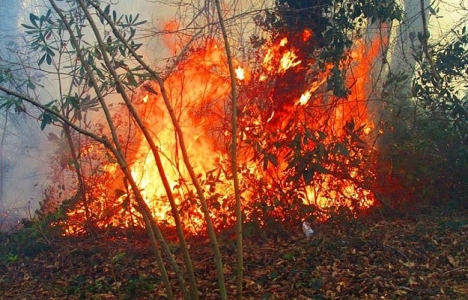 Bafra'da mera yangını!