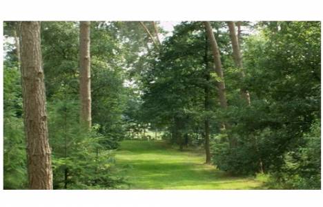 Orman ve orman sınırı dışına çıkarılan yerlerin tescili!