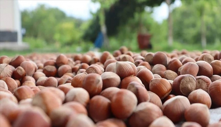 Fındık fiyatlarında son dakika! 2024 te cepleri yakacak dev zam geliyor!