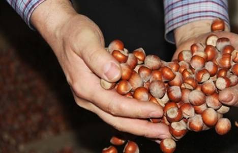 Fındık ihracat rekortmeni Oltan Gıda, İtalyan Ferrero'ya satıldı!