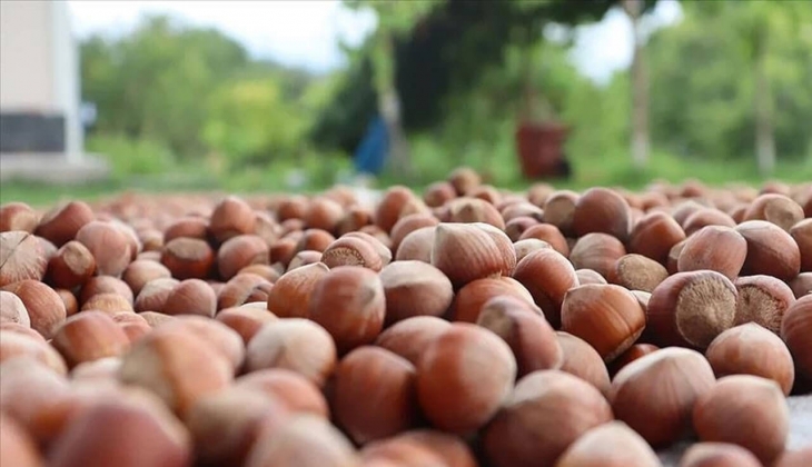 Fındık fiyatları yükseldi mi? Ordu, Trabzon, Giresun fındık fiyatları bugün kaç TL? Şehir şehir belli oldu!