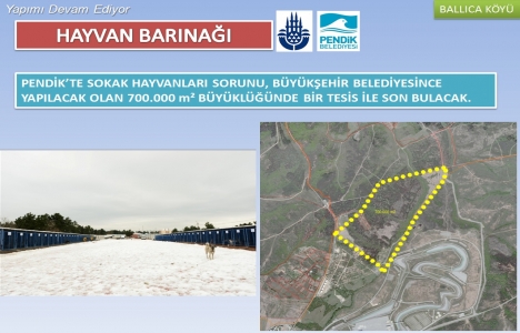 İBB Pendik Hayvan Barınağı İnşaatı'nı ihaleye çıkardı!