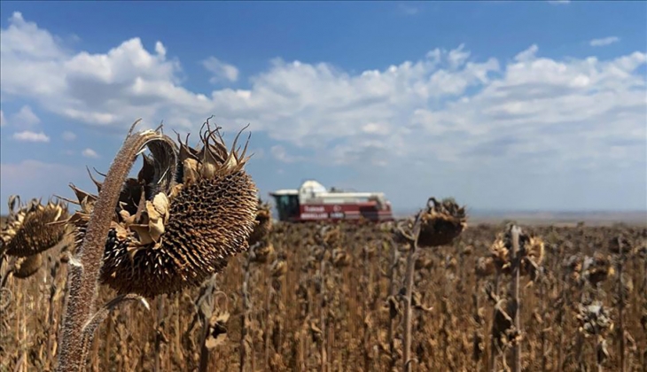 Ayçiçeği alım fiyatları arttı mı? İşte 5 Tarım Borsası’nın 19 Eylül 2022 fiyat listesi
