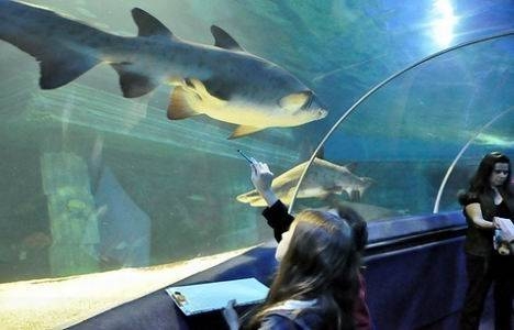 Sealife İstanbul giriş ücreti ne kadar?