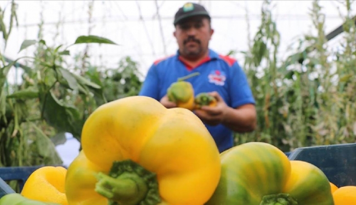 Türk çiftçiler acilen tıklasın! Bu biberi ilk defa göreceksiniz, hemen toprağınıza ekin