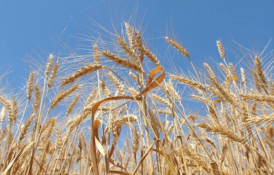 Rusya nın Ukrayna yı işgali gıda fiyatlarına nasıl yansıyacak? Yeni zamlar kapıda mı?