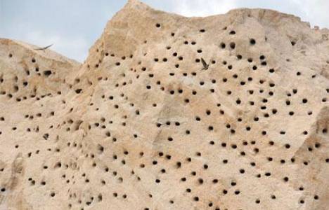 Osmaniye'de kırlangıçlar şantiyedeki kum yığınlarına yuva yaptı!