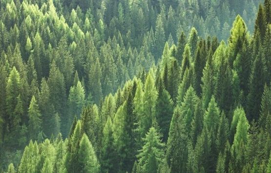 Orman imarı torba tasarıdan çıkarıldı!