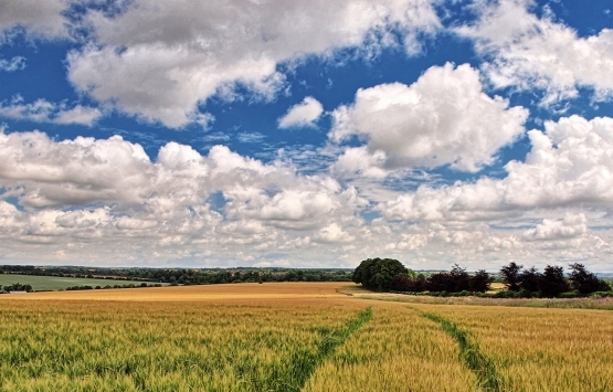 'Tarlam' dediği ormanlık arazi elinden alınınca tepki gösterdi!