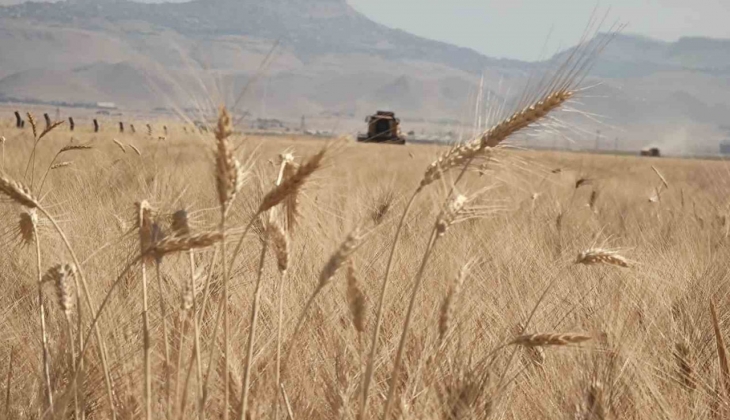  Milyonlarca çiftçinin beklediği haber geldi! İşte 15 Haziran 2023 Buğday taban alım fiyatları