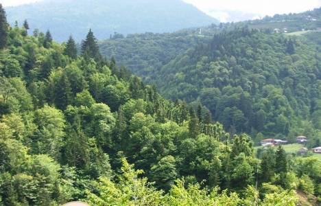 Ormancılık ve Orman Ürünleri Bürolarının Çalışma Esasları Yönetmeliği!