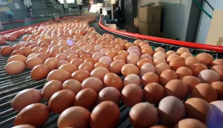 Bu haber büyük küçük herkesi üzecek! Kuş gribi yeniden görüldü artık yumurtaları tane ile alacağız! Bu zam cep yakacak