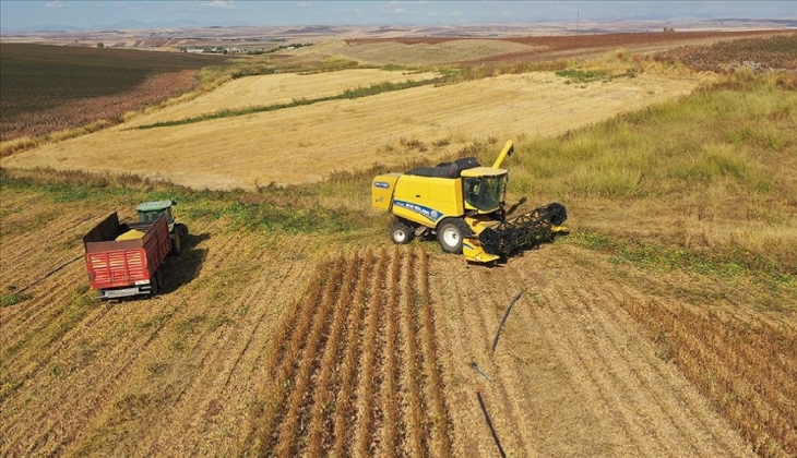 Kötü haber geldi: Ayçiçek yağı fiyatlarına zam yolda!