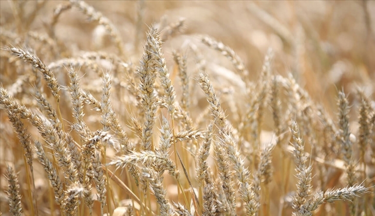 Buğday, arpa, mısır fiyatları yeni aya nasıl başladı? Borsalarda fiyatlar arttı mı? Çiftçiler dikkat! 